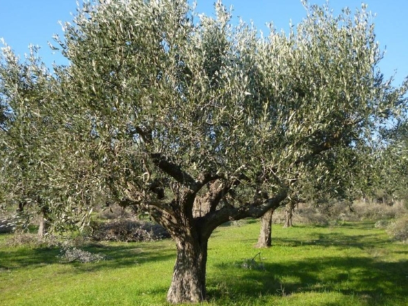 Elaiones pylaia agrotemaxio